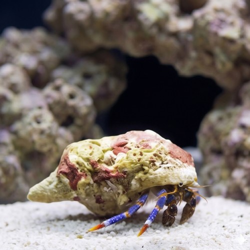 Dwarf Blue Leg Hermit Crab: White Shell