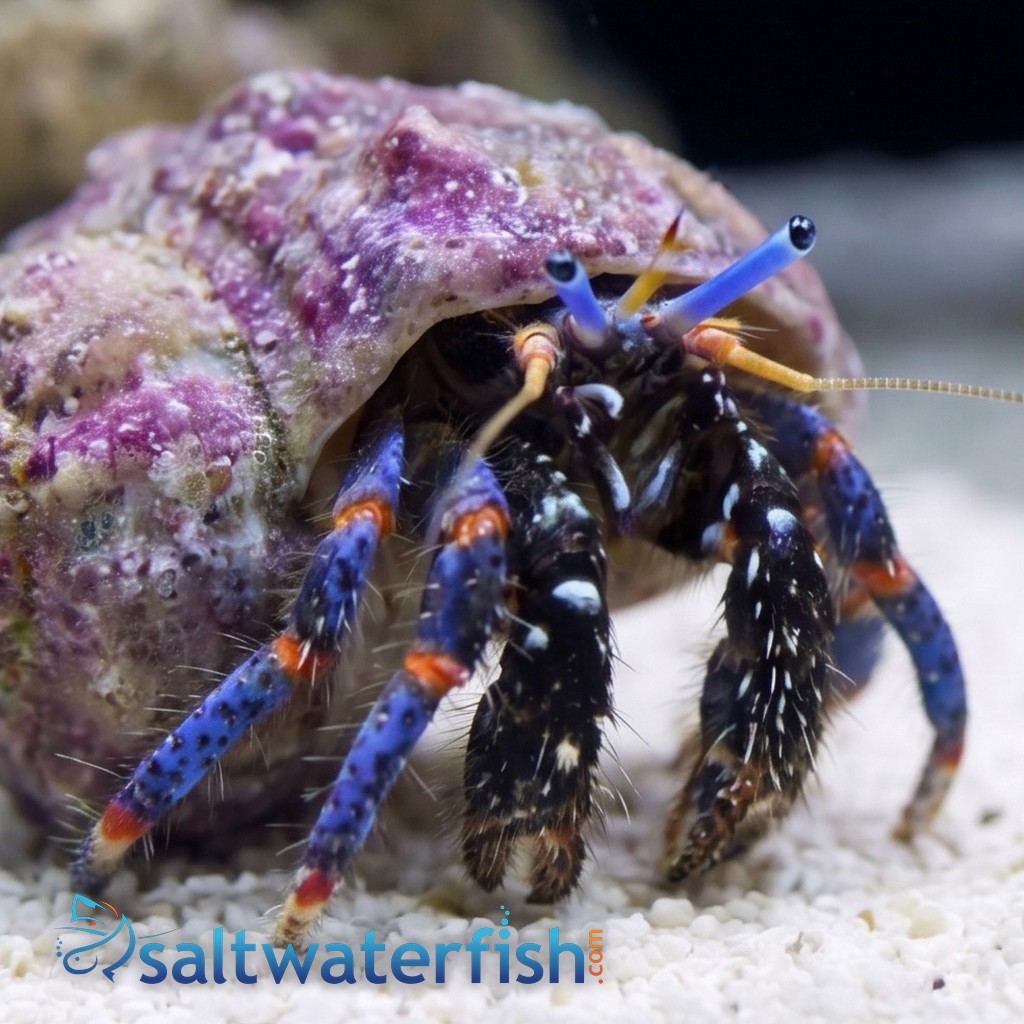 Dwarf Blue Leg Hermit Crab - Group of 20