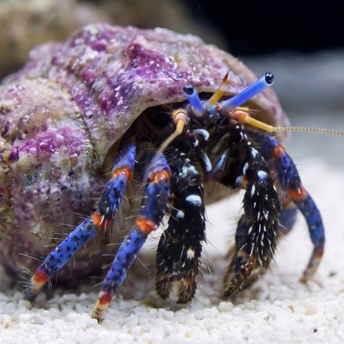 Dwarf Blue Leg Hermit Crab - Group of 20