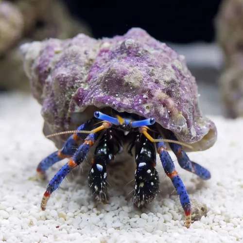 Blue Leg Hermit Crab - Group of 50