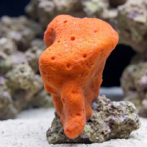 Red Boring Sponge - Atlantic