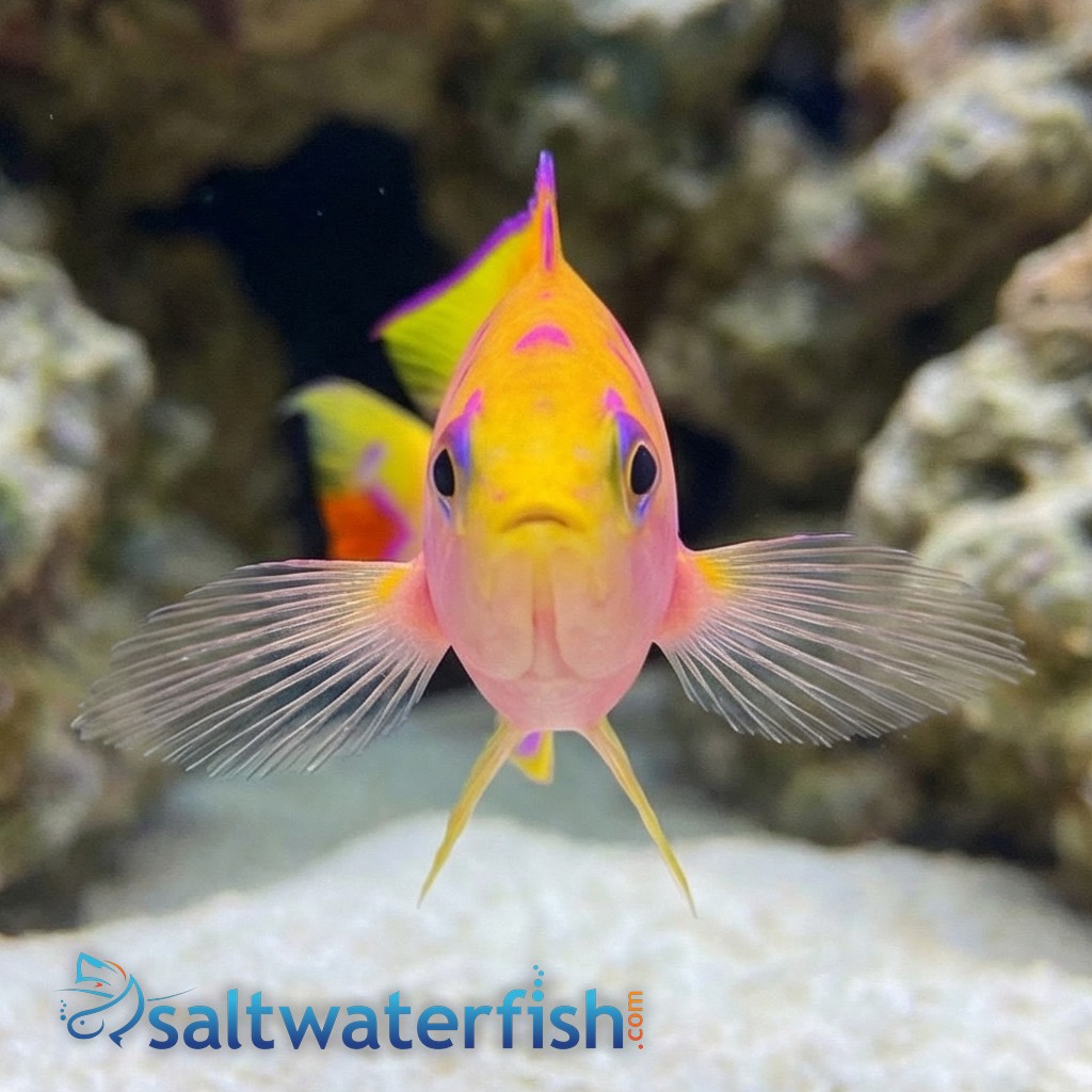 Ventralis Anthias