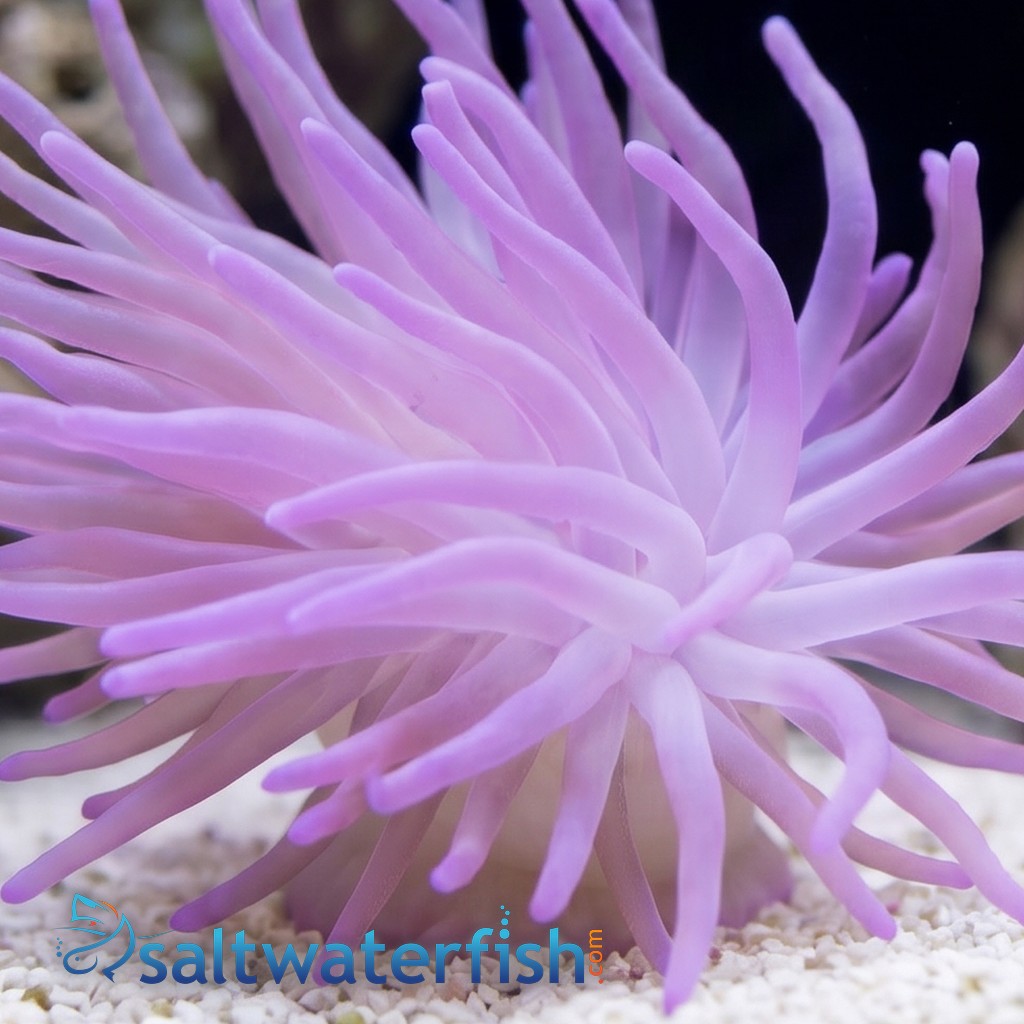 Condylactis Anemone: Purple