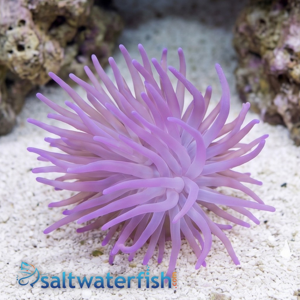Condylactis Anemone: Purple