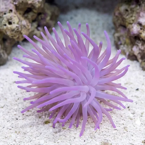 Condylactis Anemone: Purple