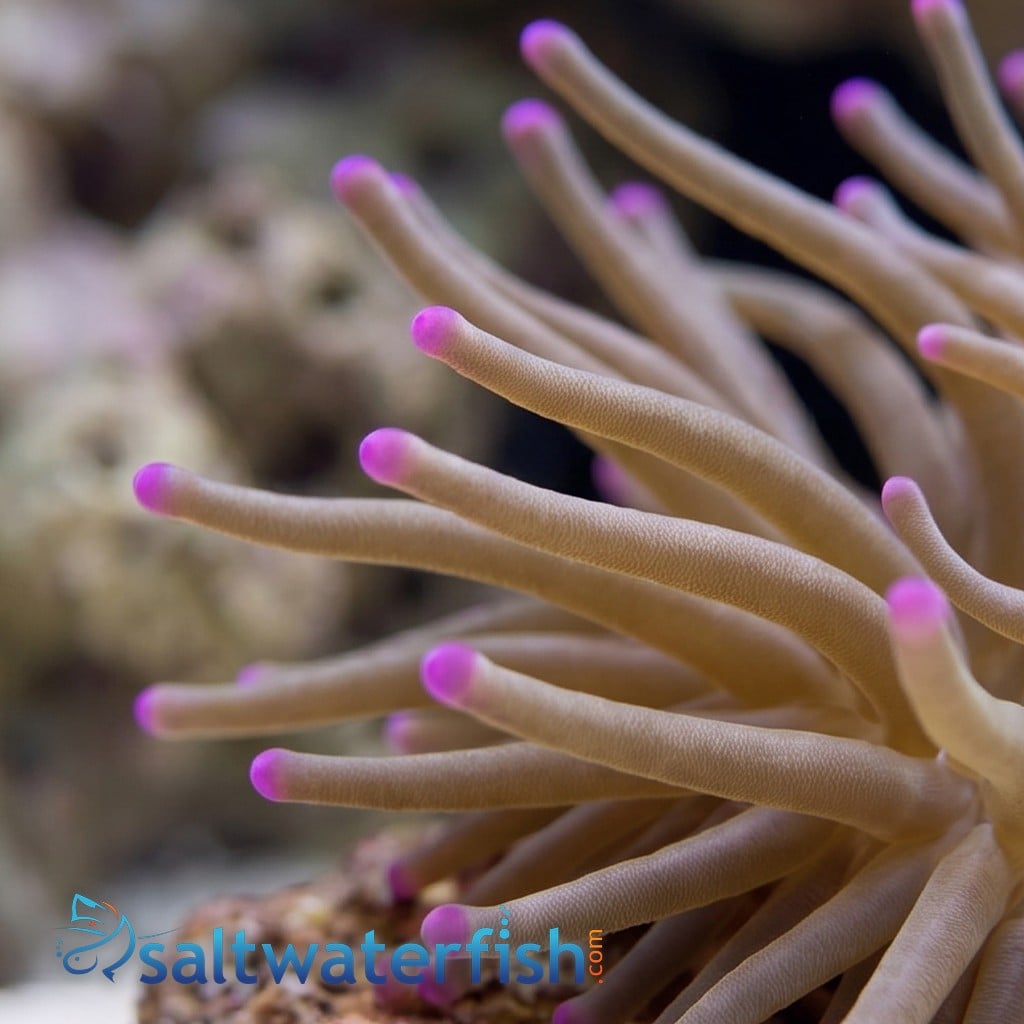 Condylactis Anemone: Colored