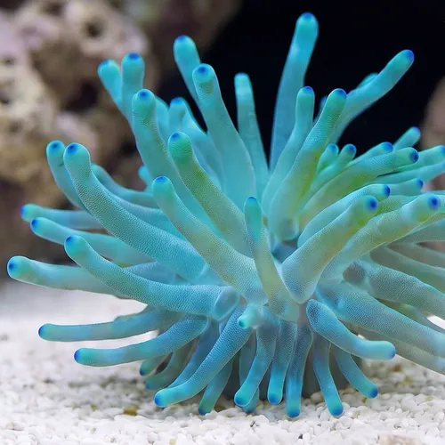 Condylactis Anemone: Colored
