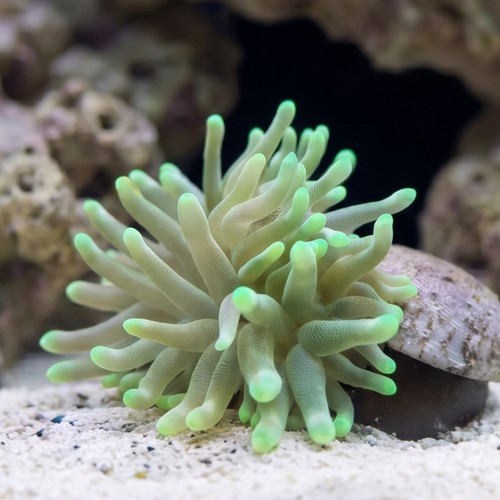 Condylactis Anemone: Green - Atlantic