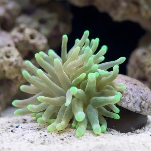 Condylactis Anemone: Green