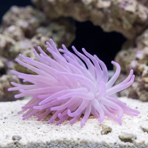 Condylactis Anemone: Purple