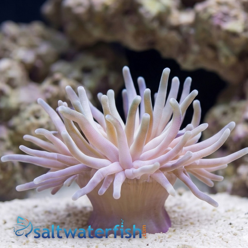 Condylactis Anemone