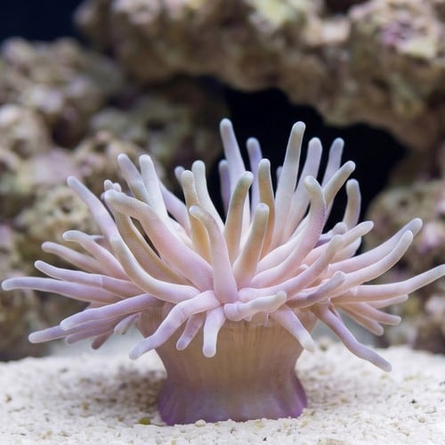 Condylactis Anemone