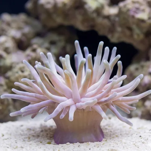 Condylactis Anemone