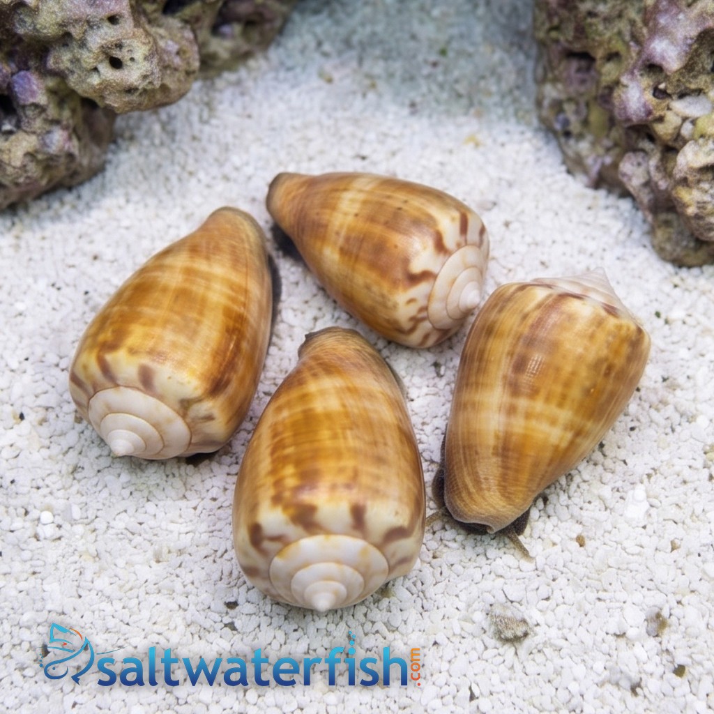 Strawberry Conch