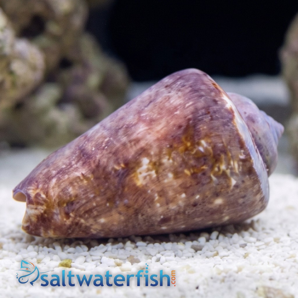 Strawberry Conch