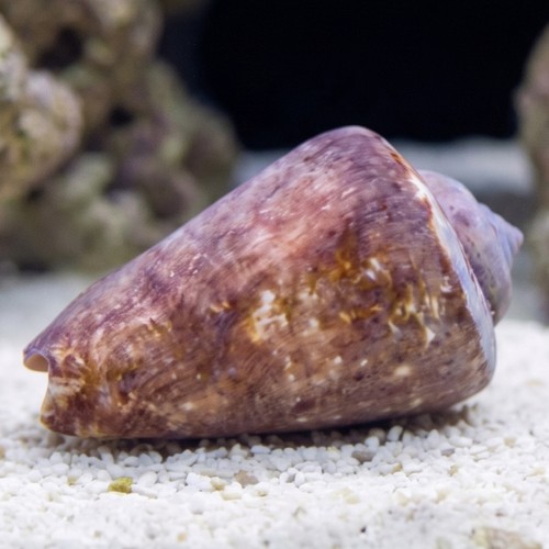 Strawberry Conch - Indo Pacific