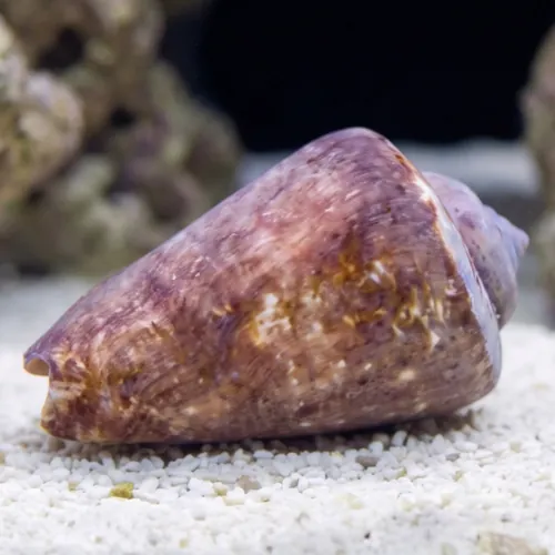 Strawberry Conch