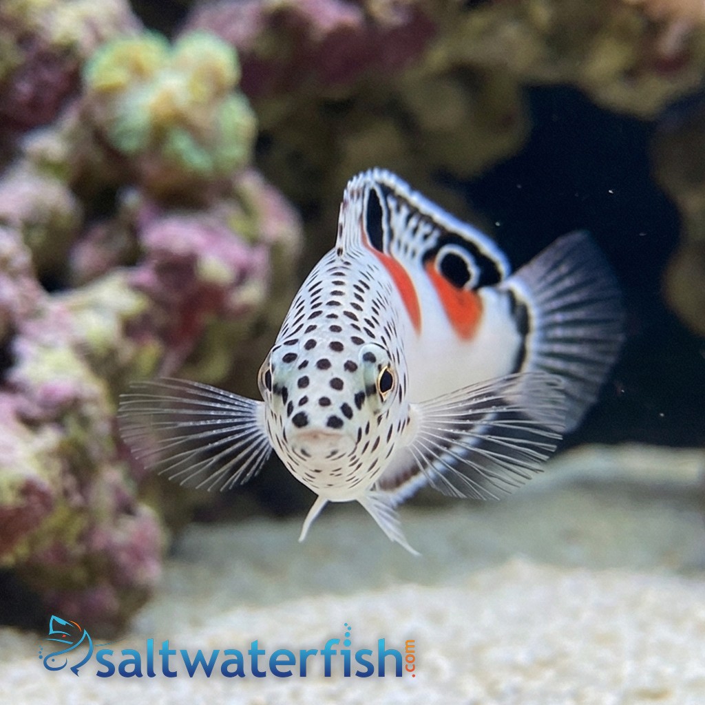 Twin Spot Coris Wrasse 