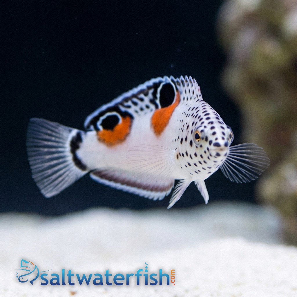 Twin Spot Coris Wrasse 
