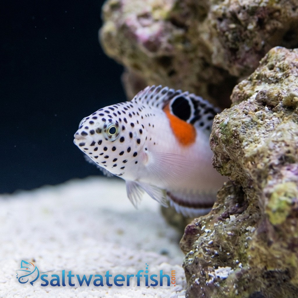 Twin Spot Coris Wrasse 