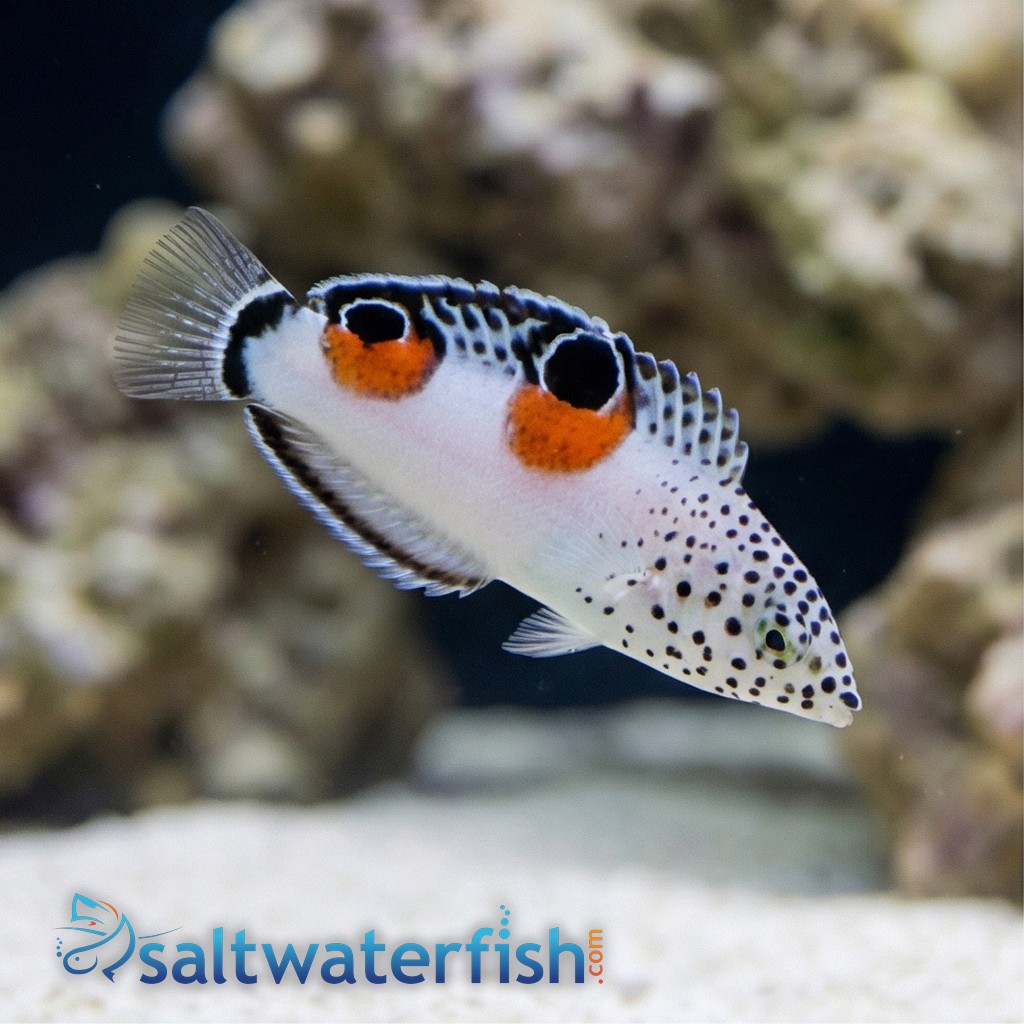 Twin Spot Coris Wrasse 
