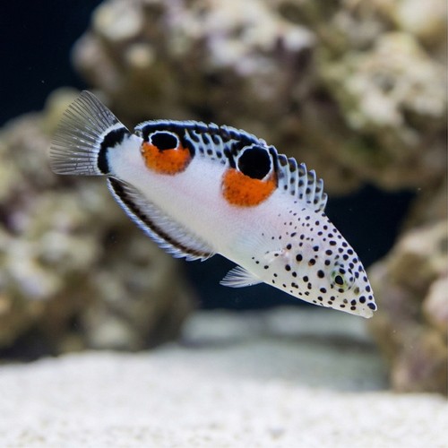 Twin Spot Coris Wrasse 