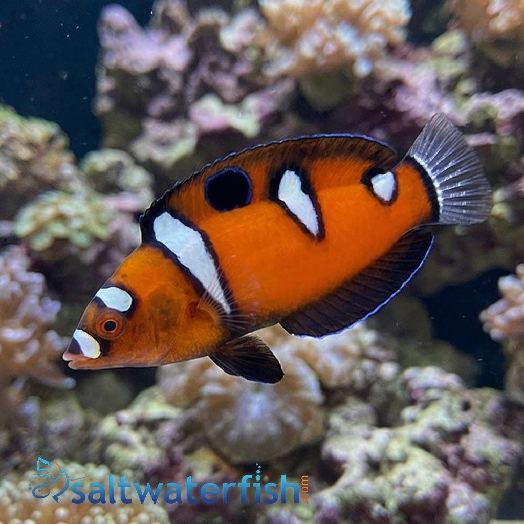 Formosa Wrasse