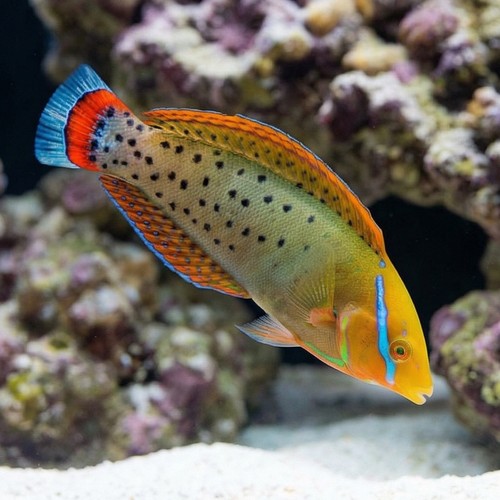 Formosa Wrasse