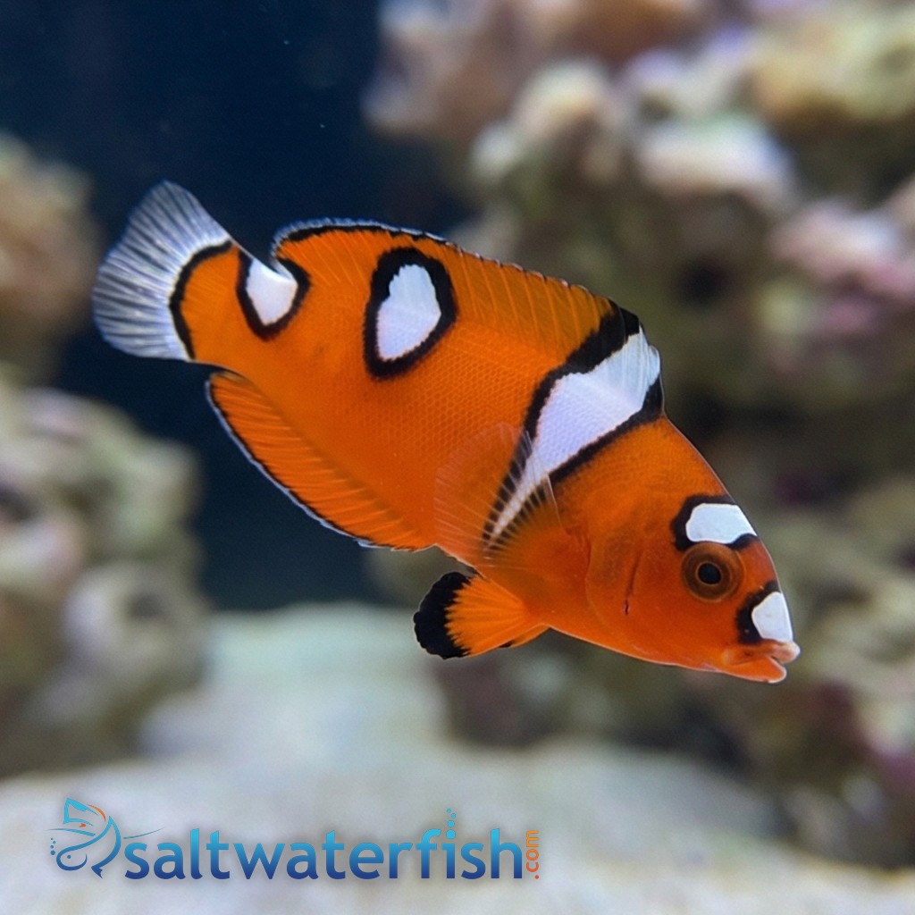 Red Coris Wrasse: Adult - MAC Certified