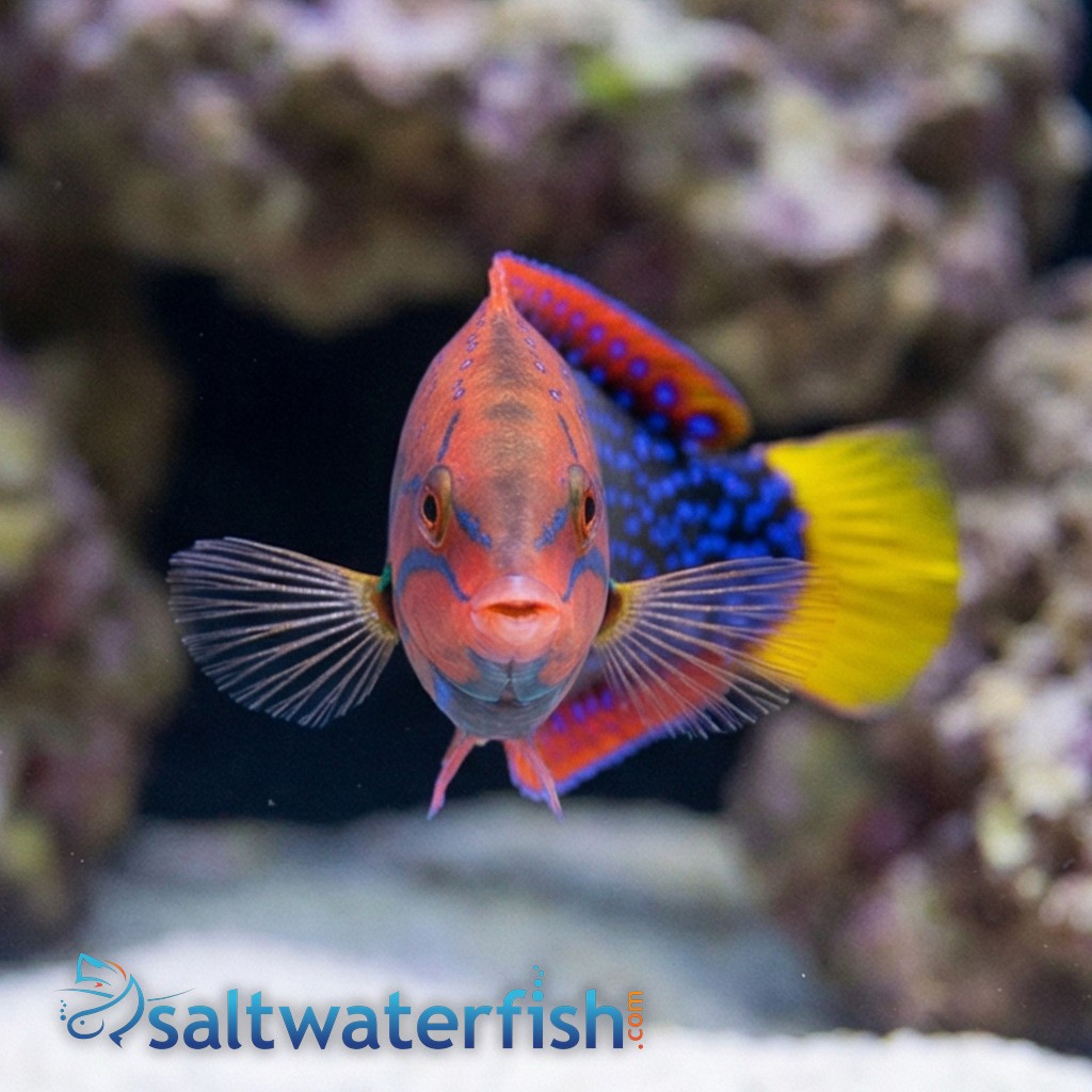 Red Coris Wrasse: Adult - MAC Certified