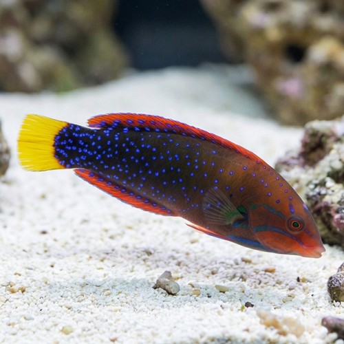 Red Coris Wrasse: Adult - MAC Certified
