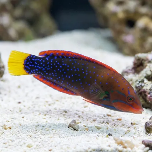 Red Coris Wrasse: Adult - MAC Certified