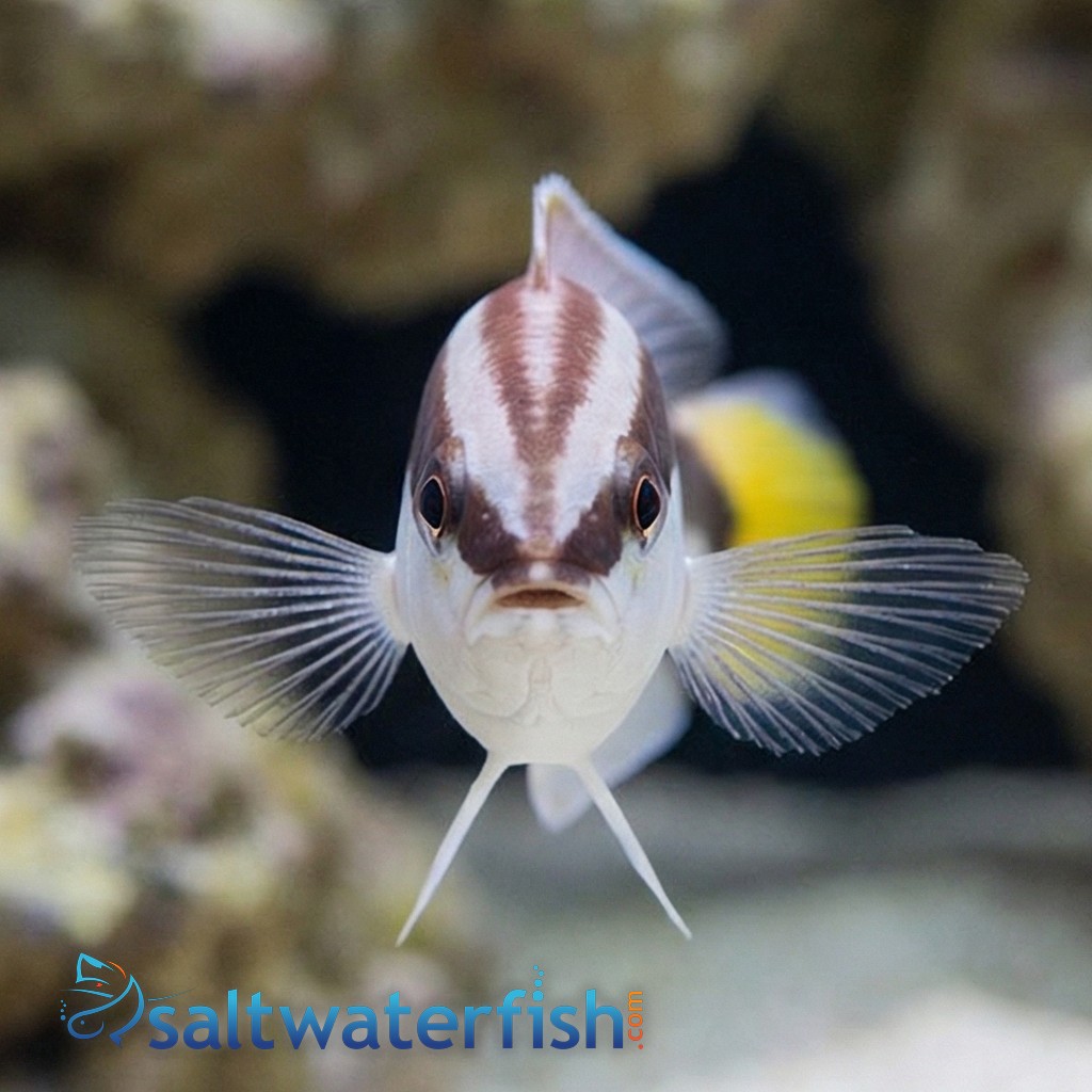 Picta Coris Wrasse  