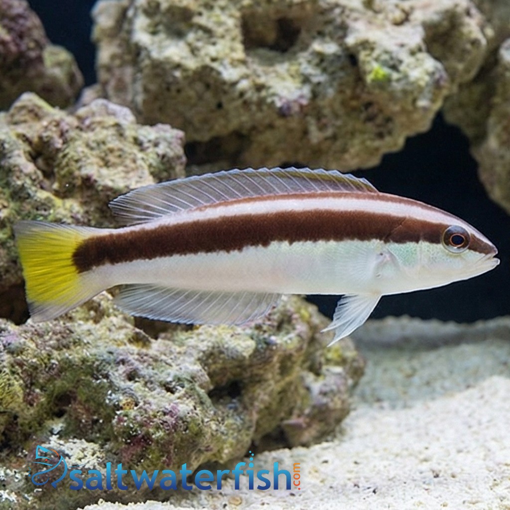 Picta Coris Wrasse  