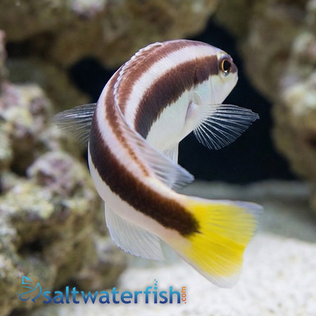 Picta Coris Wrasse  
