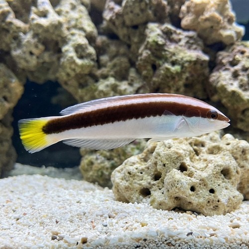 Picta Coris Wrasse  