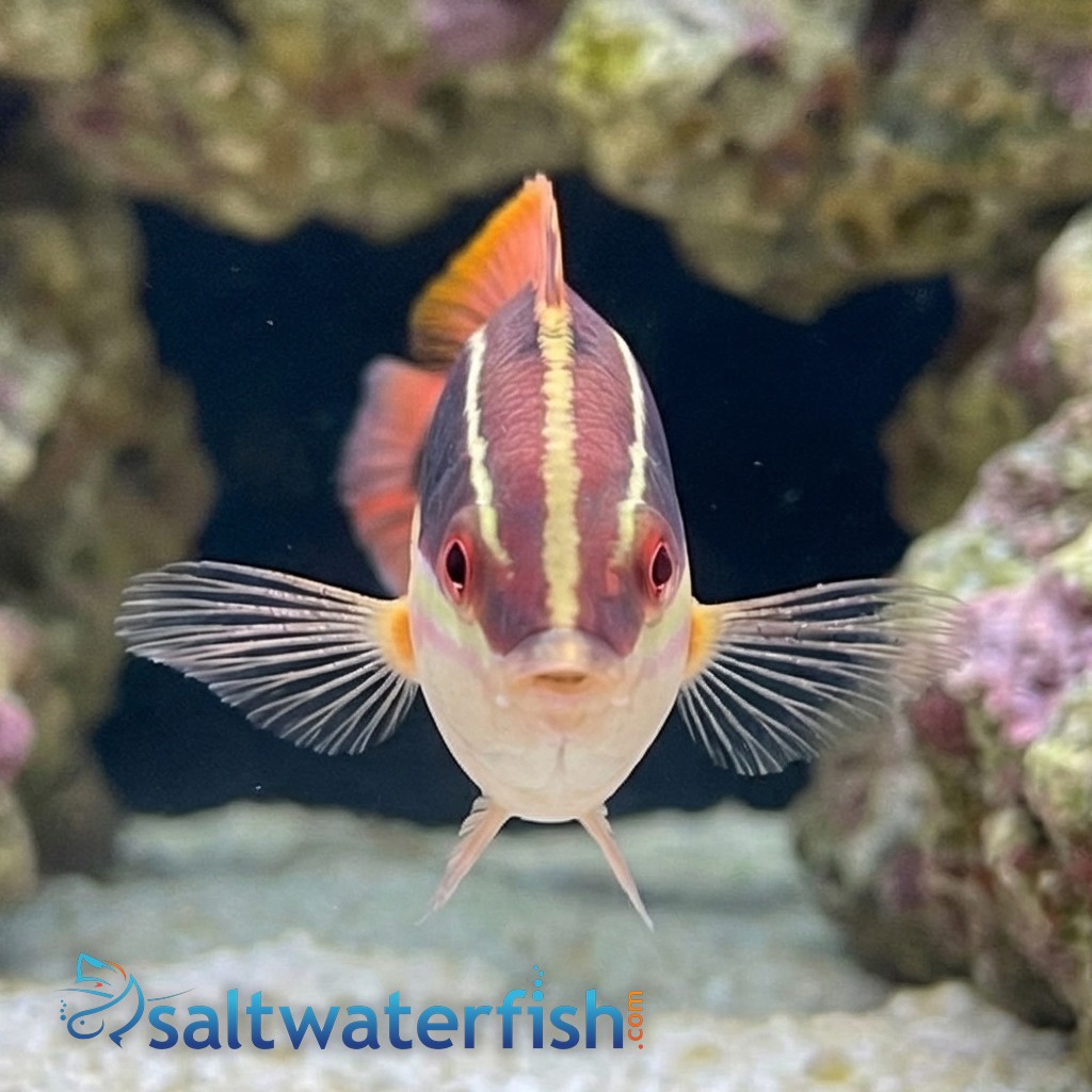 Blackstipe Coris Wrasse - Australia