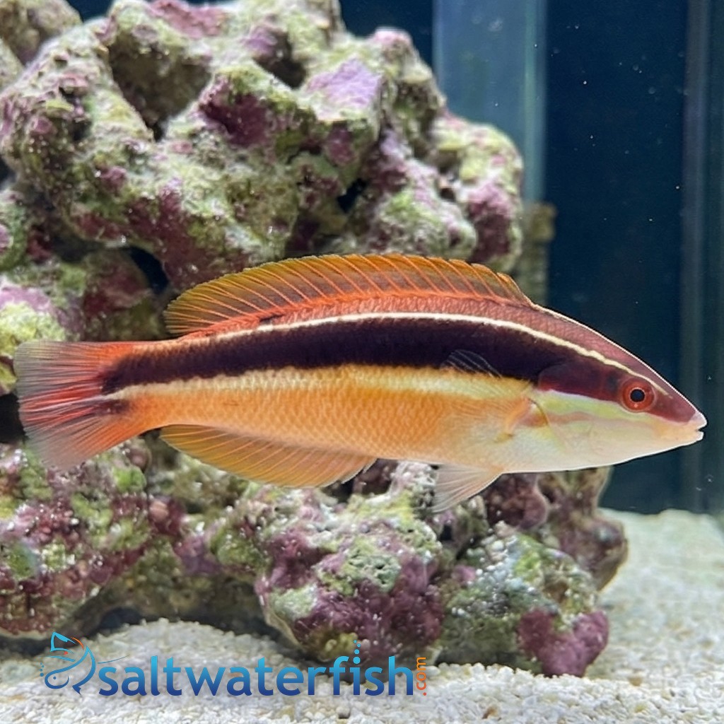 Blackstipe Coris Wrasse - Australia