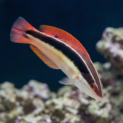 Blackstipe Coris Wrasse - Australia