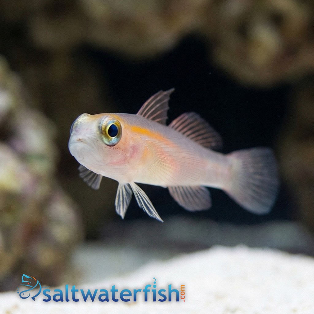 Masked Goby