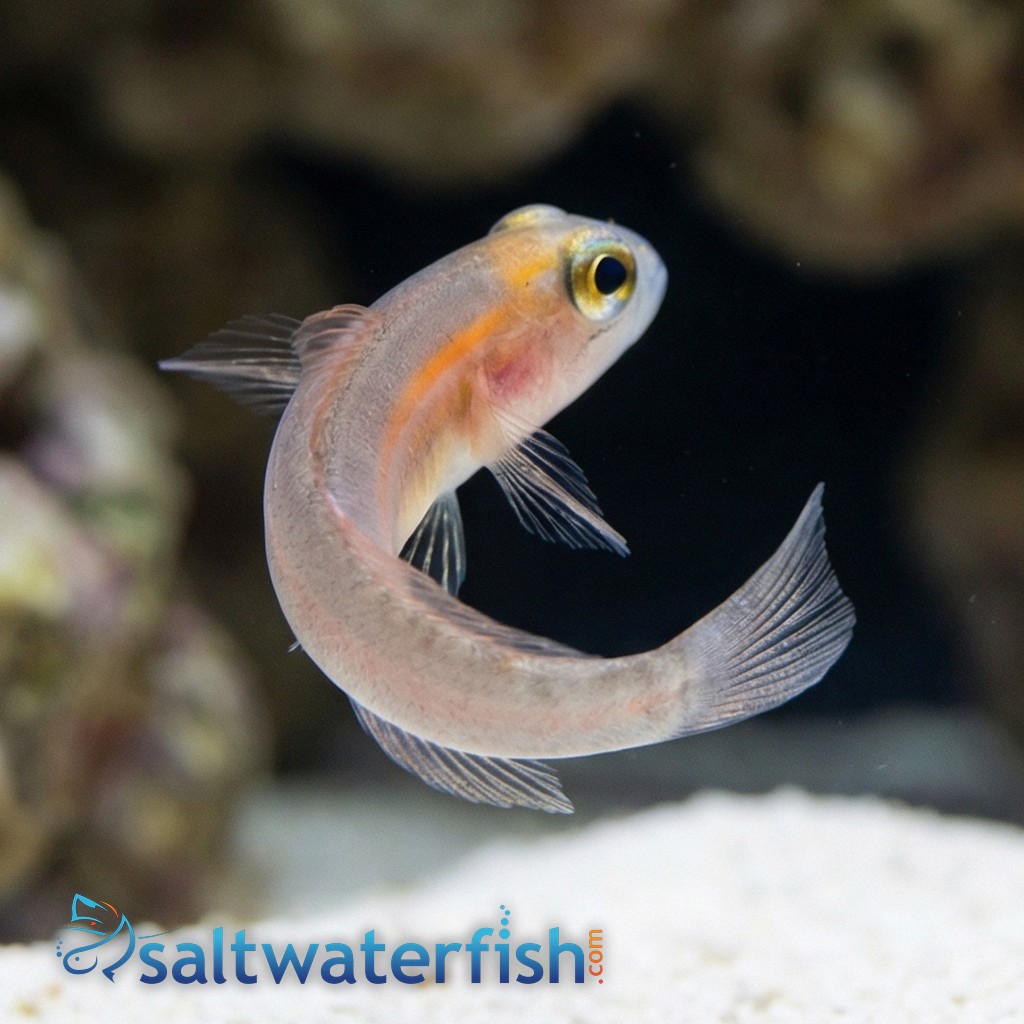 Masked Goby