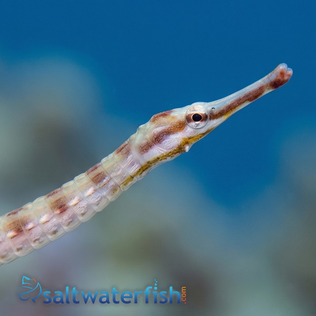 Network Pipefish - Indian Ocean