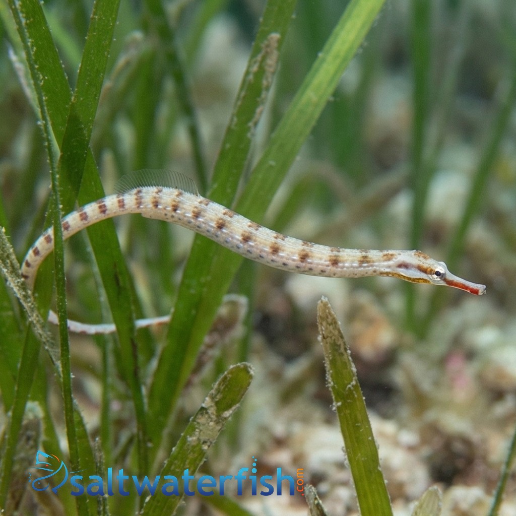 Network Pipefish - Indian Ocean