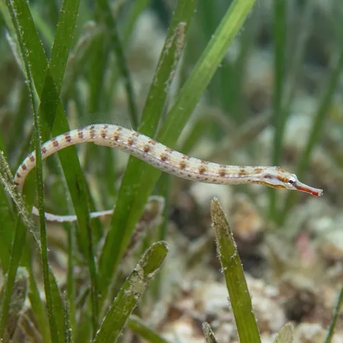 Network Pipefish - Indian Ocean