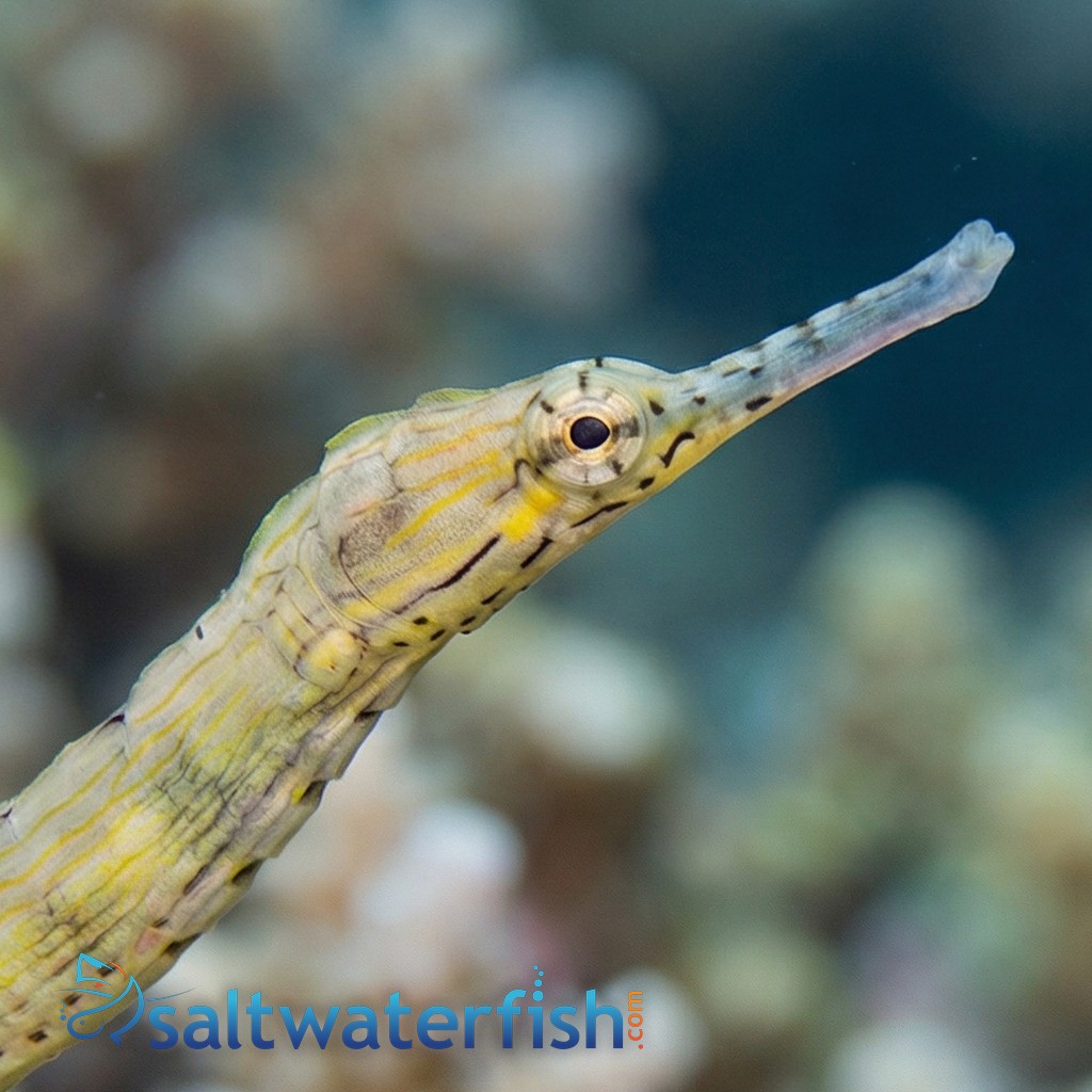 Dragon (Red Bug Eater) Pipefish 