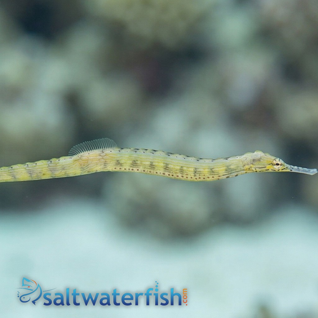 Dragon (Red Bug Eater) Pipefish 
