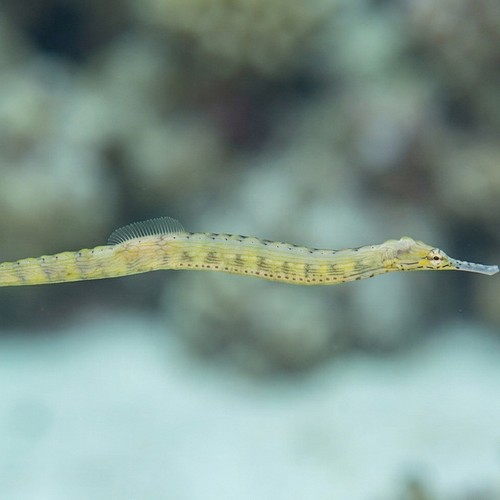 Dragon (Red Bug Eater) Pipefish 