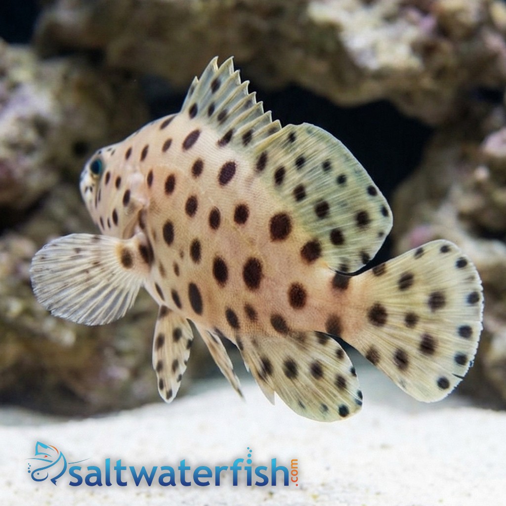 Panther Grouper
