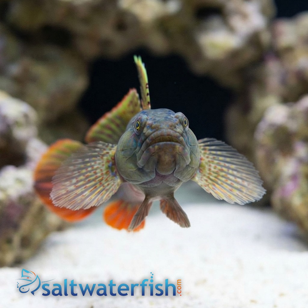 Crested Oyster Goby