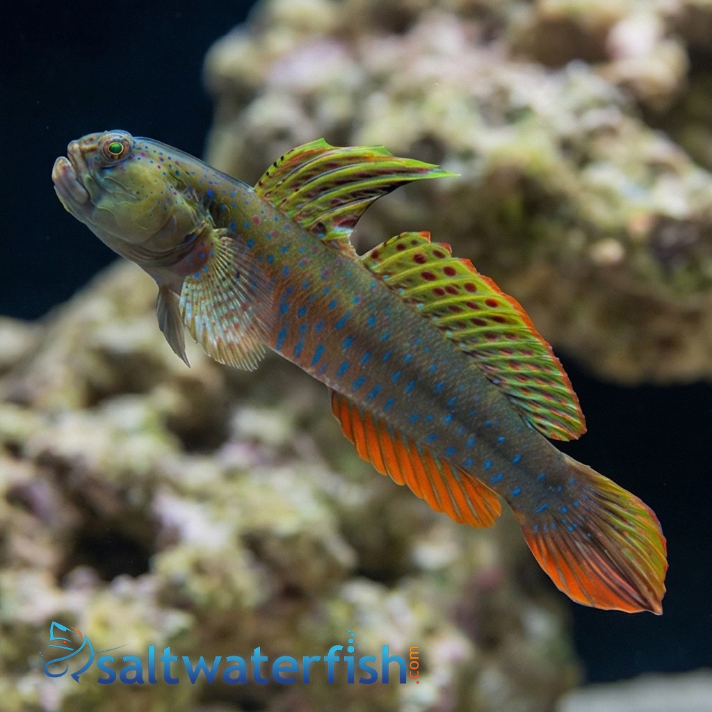 Crested Oyster Goby